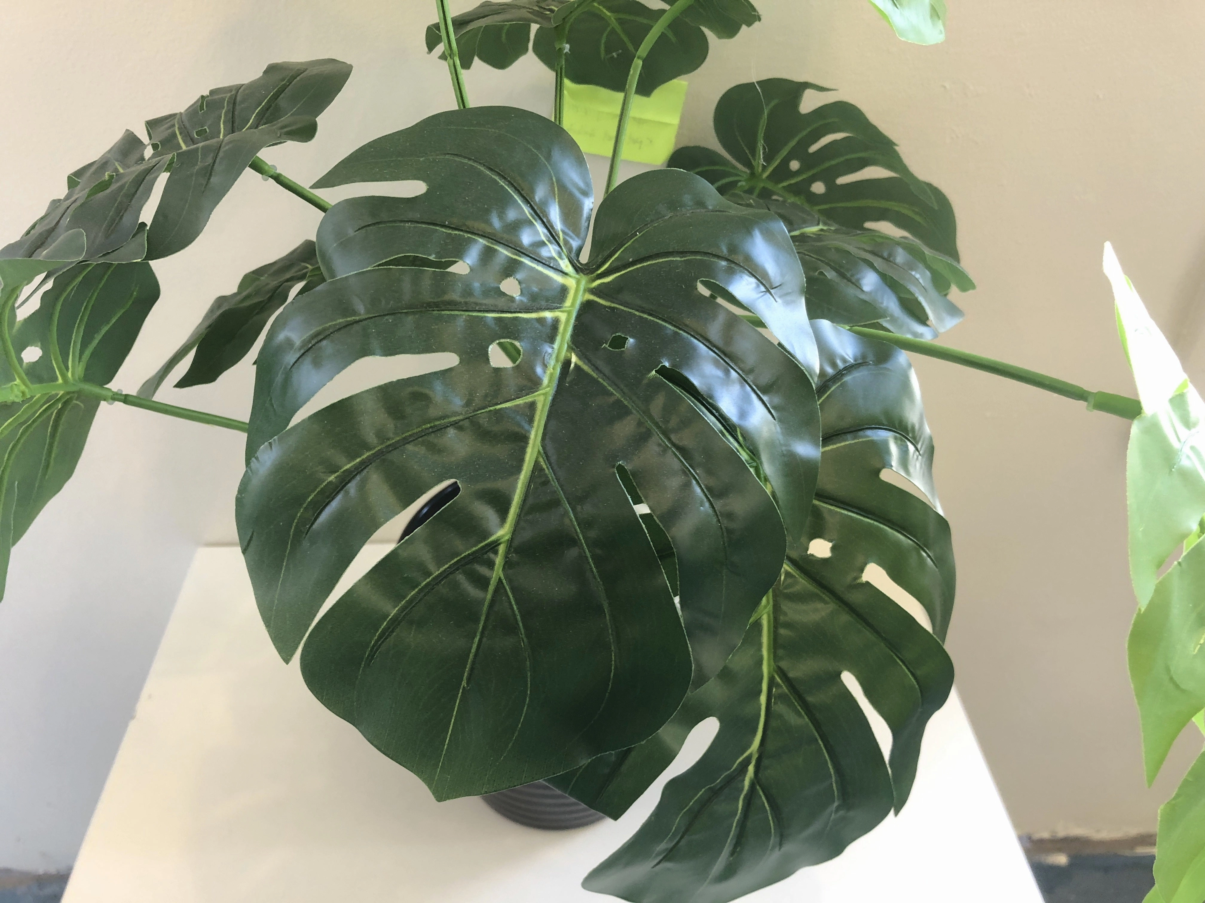 SP0056 SML Monstera / Swiss Cheese Plant 45cm Small