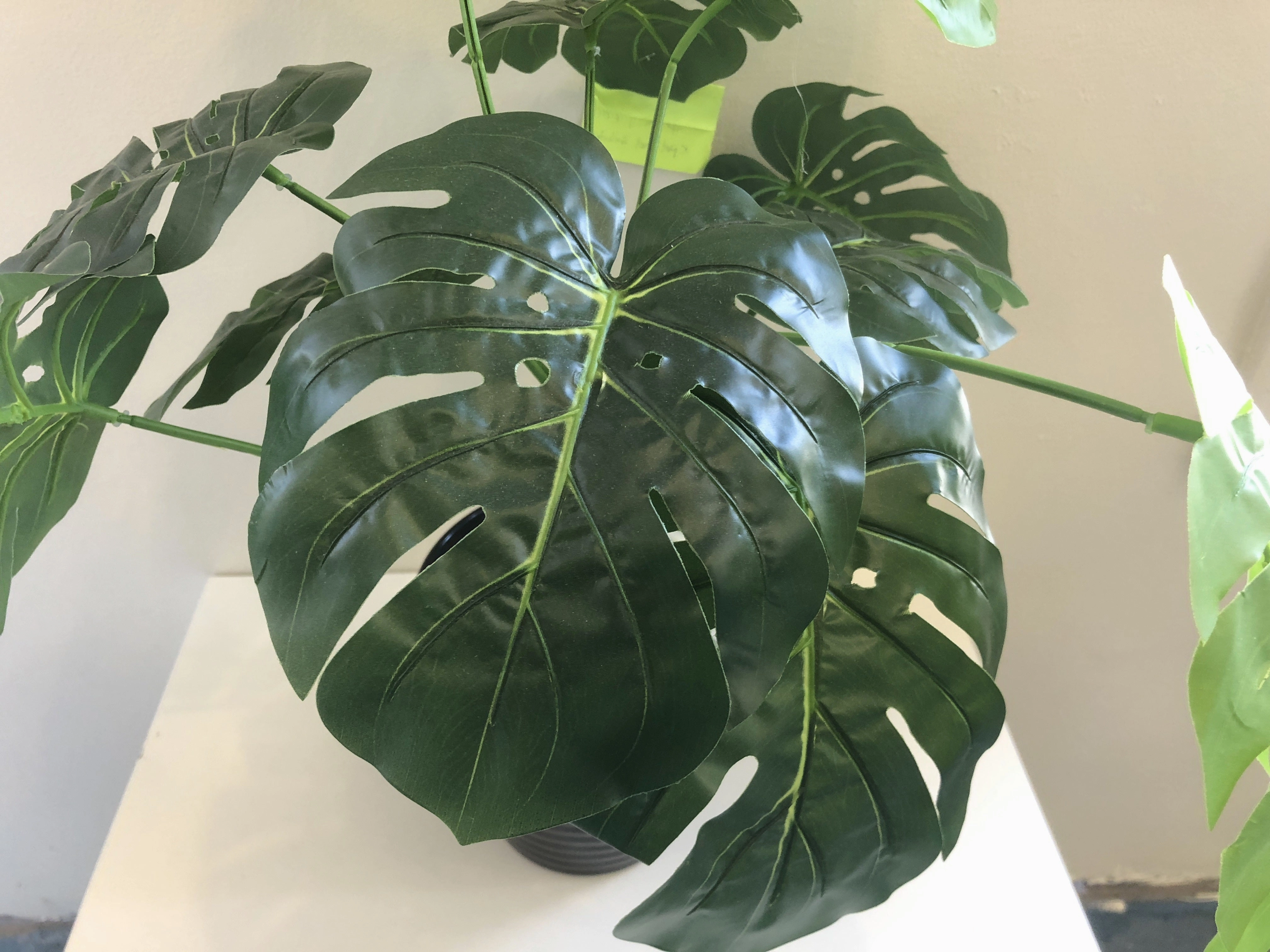 SP0056 SML Monstera / Swiss Cheese Plant 45cm Small