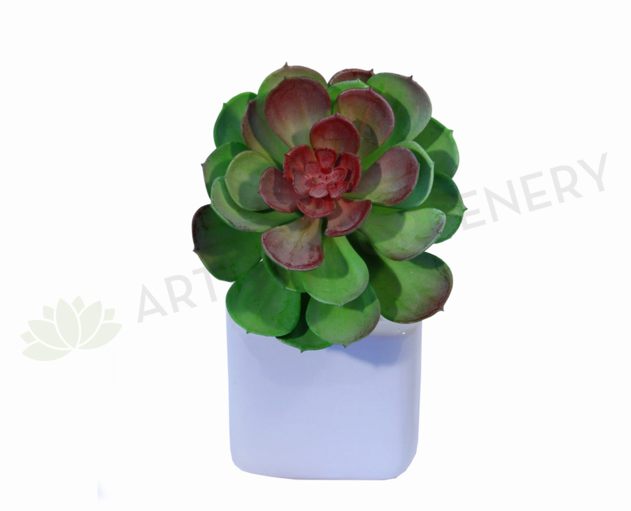 SP0059 Echeveria Small Red Center 14cm mini ornamental plant  