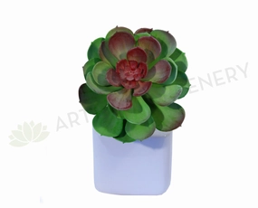 SP0059 Echeveria Small Red Center 14cm mini ornamental plant  
