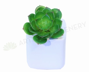 SP0059SML Echeveria Small Real Touch 14cm mini ornamental plant  