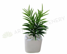 SP0088 Narrow-leaf Chalk Sticks (Senecio cylindricus) 23cm mini ornamental plant  