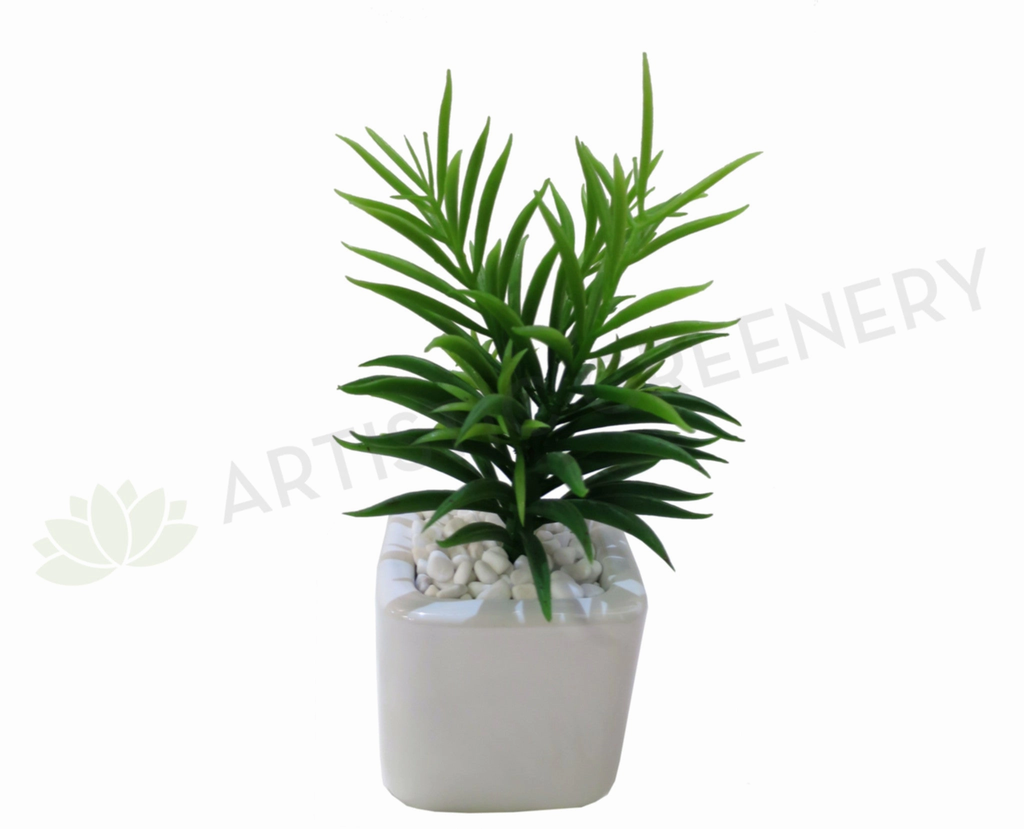 SP0088 Narrow-leaf Chalk Sticks (Senecio cylindricus) 23cm mini ornamental plant  