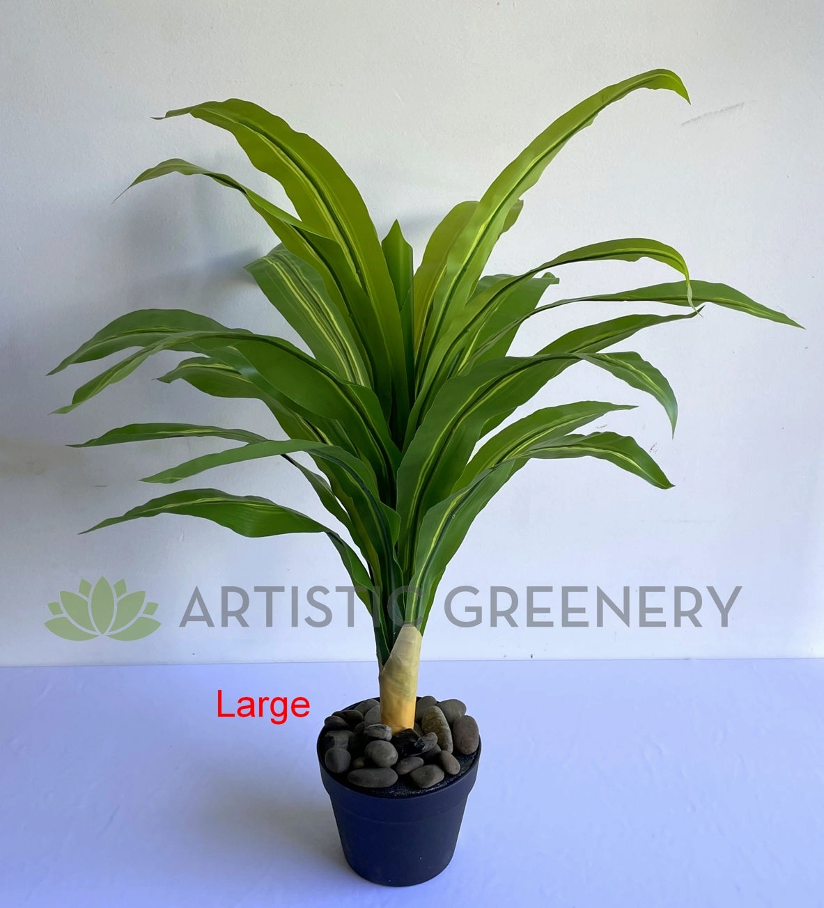 SP0124 Dracena Fragrans / Janet Craig Plant 80cm / 88cm 2 Sizes