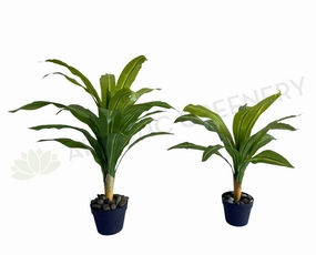 SP0124 Dracena Fragrans / Janet Craig Plant 80cm / 88cm 2 Sizes indoor plant stand  