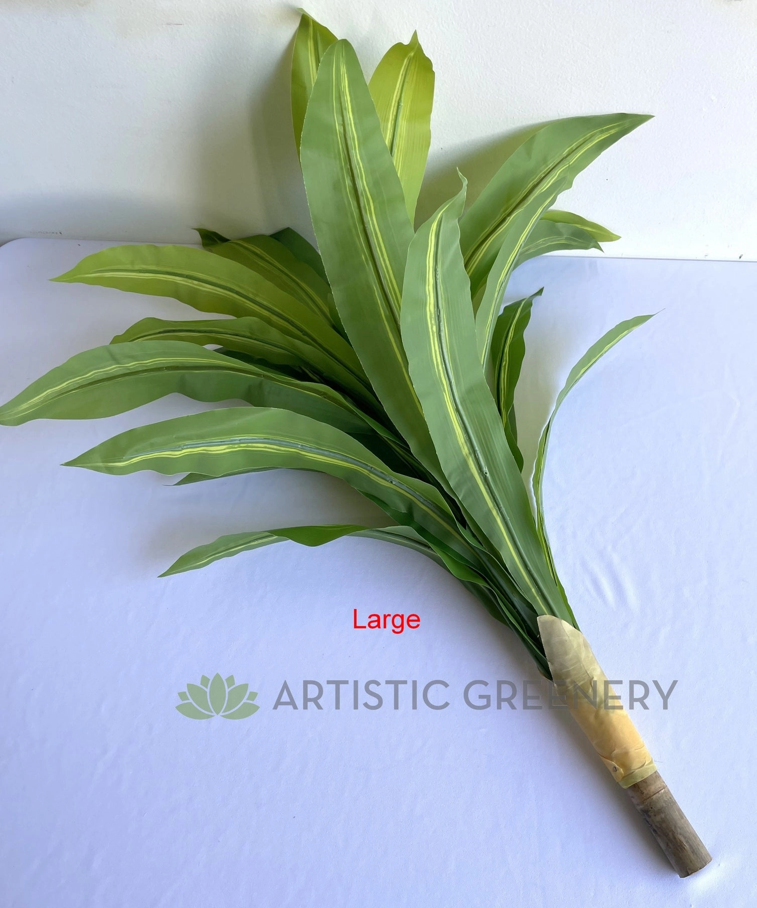 SP0124 Dracena Fragrans / Janet Craig Plant 80cm / 88cm 2 Sizes