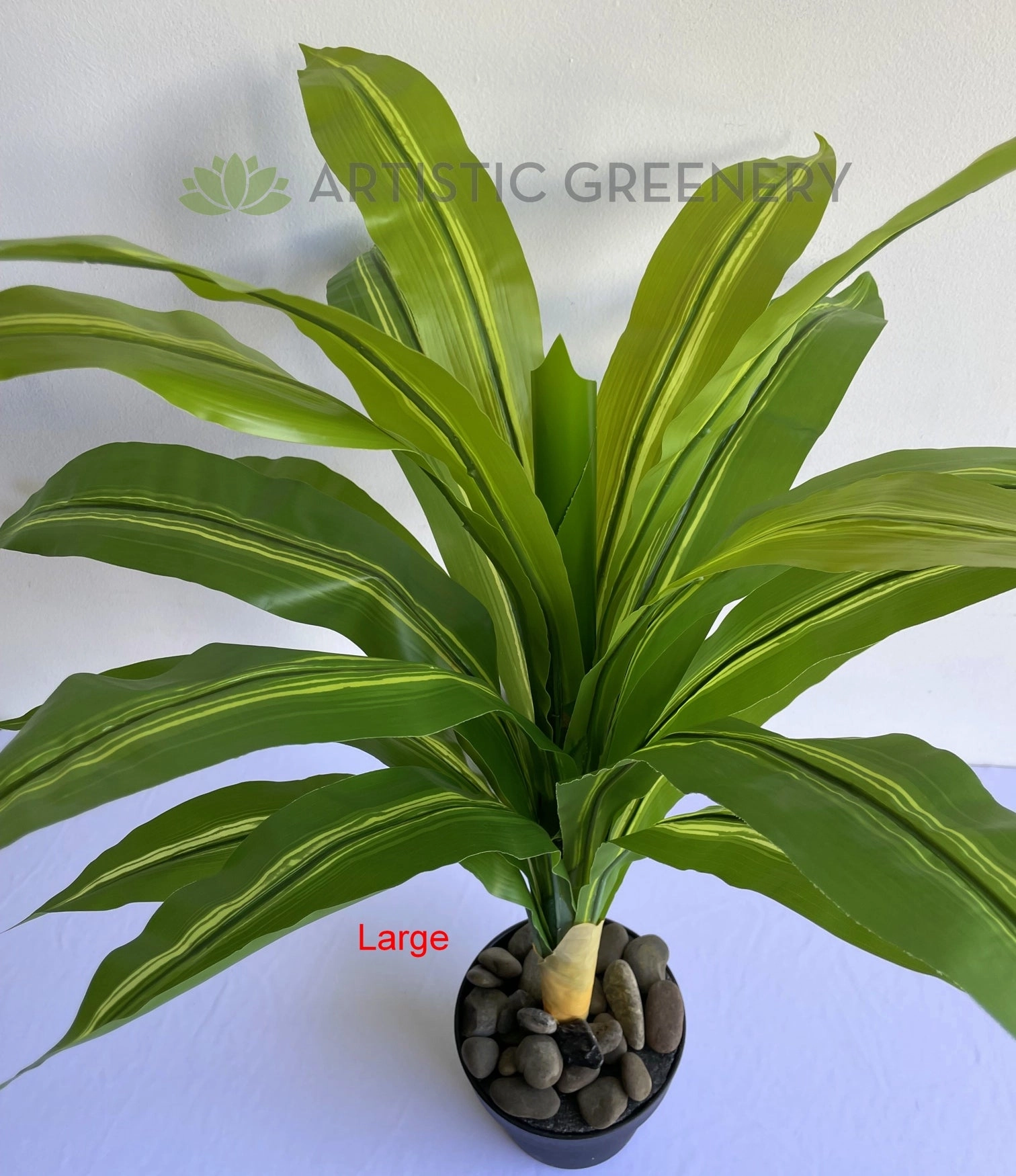 SP0124 Dracena Fragrans / Janet Craig Plant 80cm / 88cm 2 Sizes