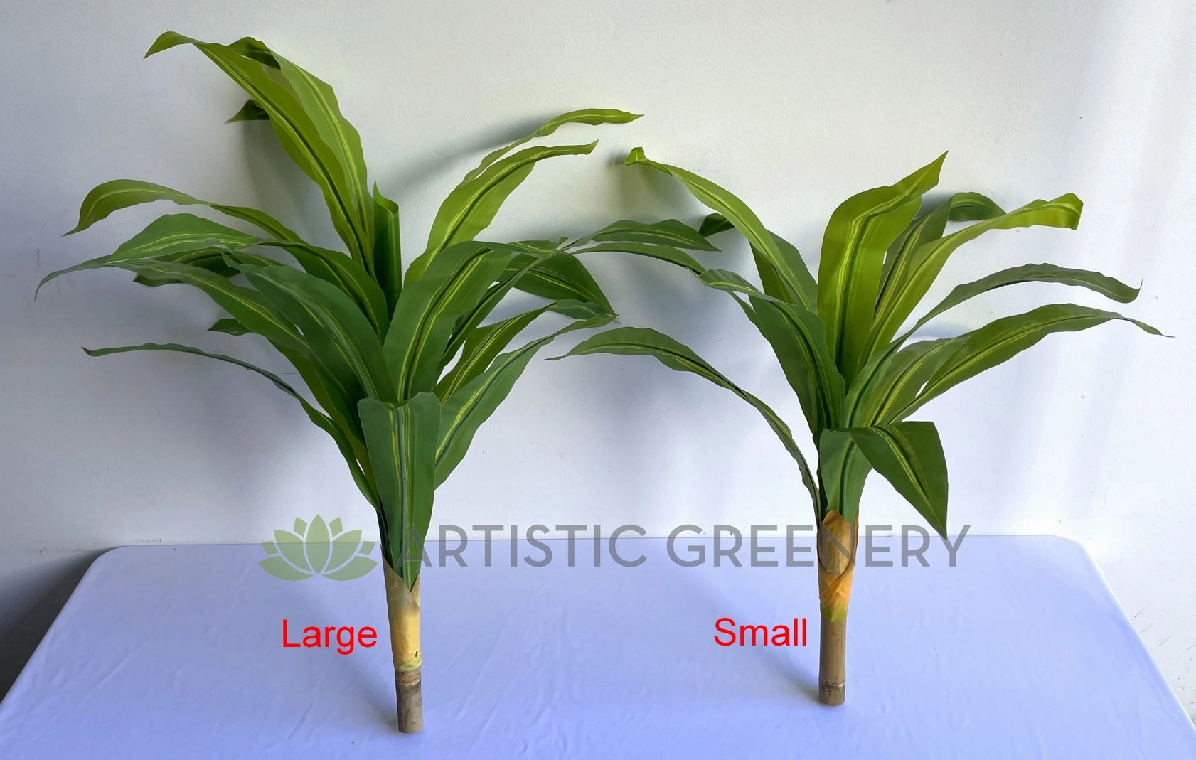 SP0124 Dracena Fragrans / Janet Craig Plant 80cm / 88cm 2 Sizes