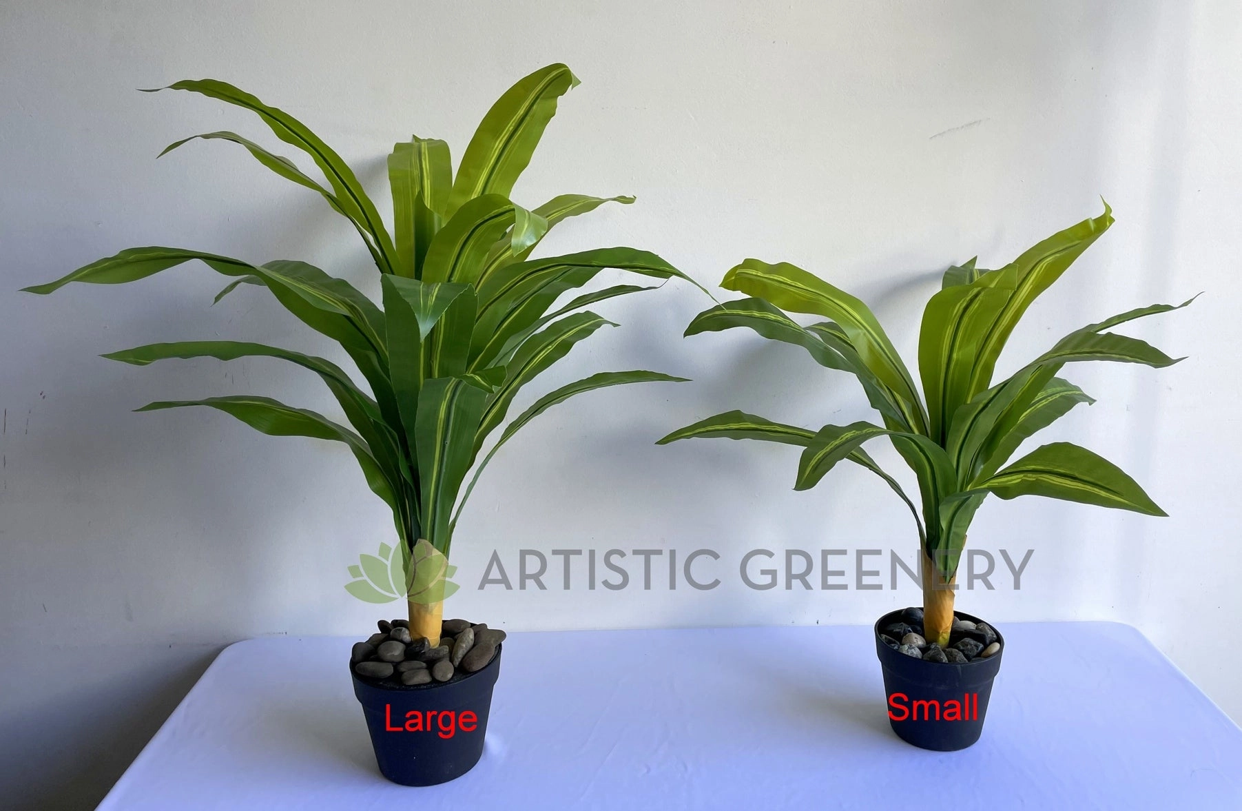 SP0124 Dracena Fragrans / Janet Craig Plant 80cm / 88cm 2 Sizes