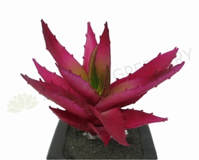 SP0125 Small Aloe Vera Red 14cm Real Touch mini ornamental plant  