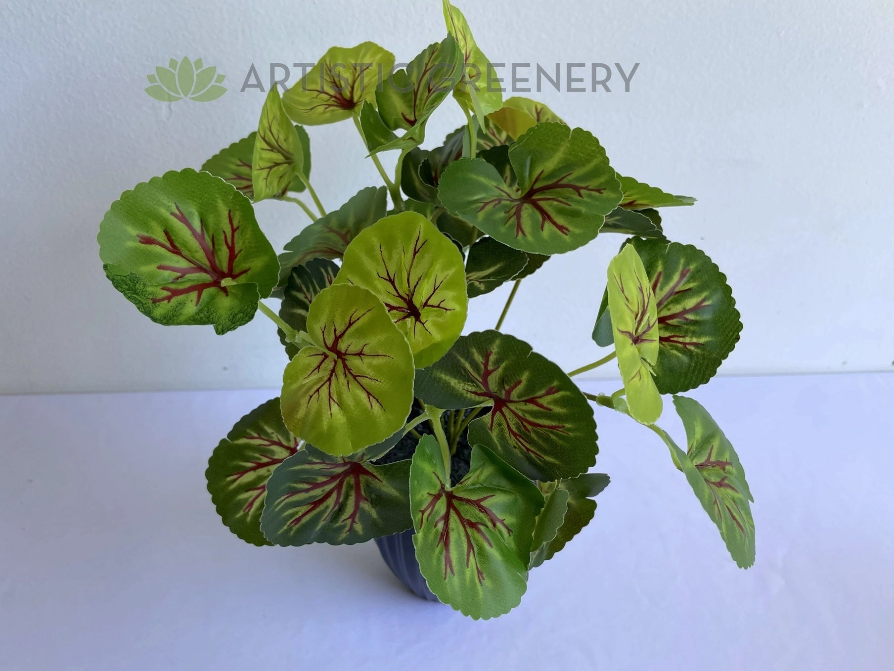 SP0133 Variegated Begonia / Merry-Go-Around Bunch 25cm