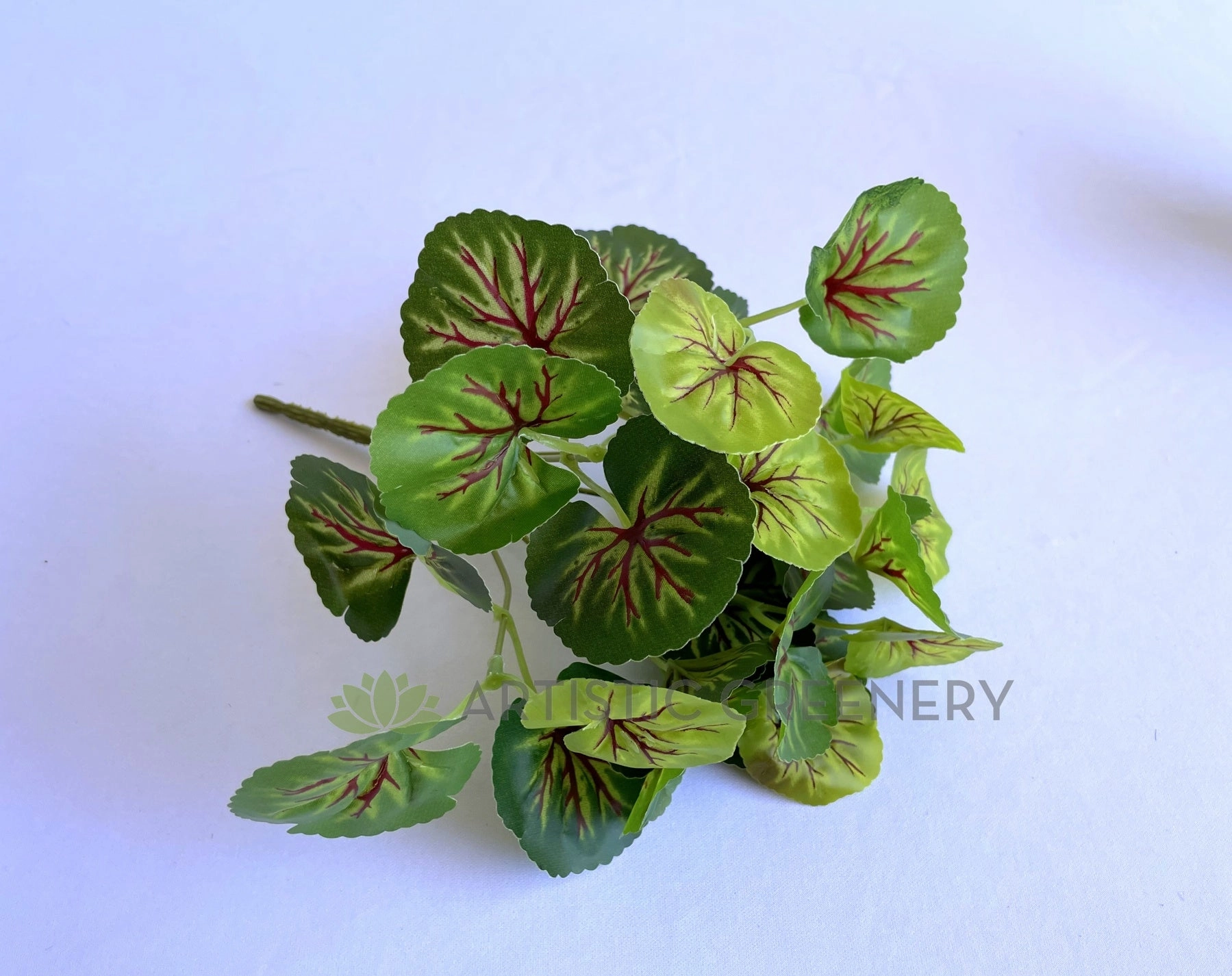 SP0133 Variegated Begonia / Merry-Go-Around Bunch 25cm