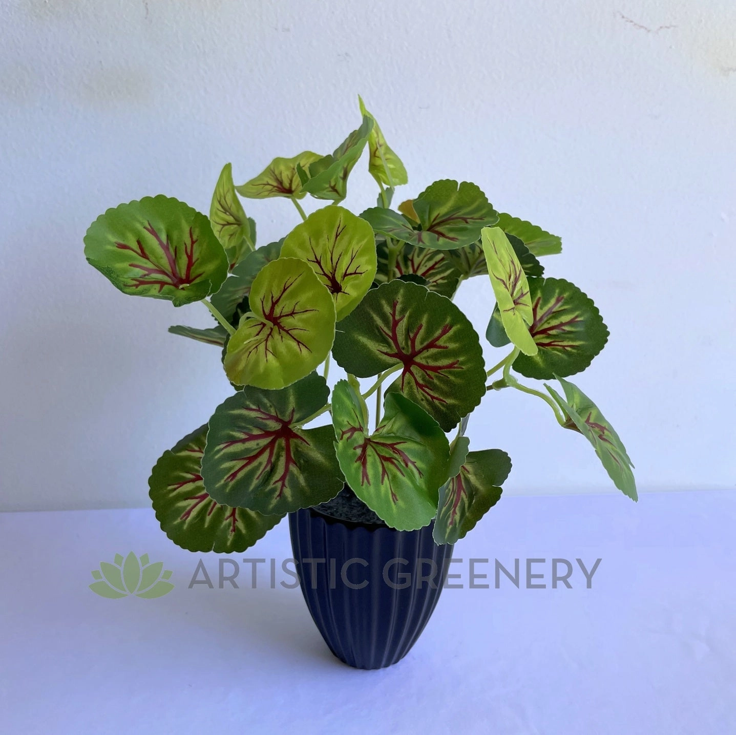 SP0133 Variegated Begonia / Merry-Go-Around Bunch 25cm