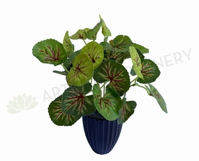SP0133 Variegated Begonia / Merry-Go-Around Bunch 25cm indoor plant stand  