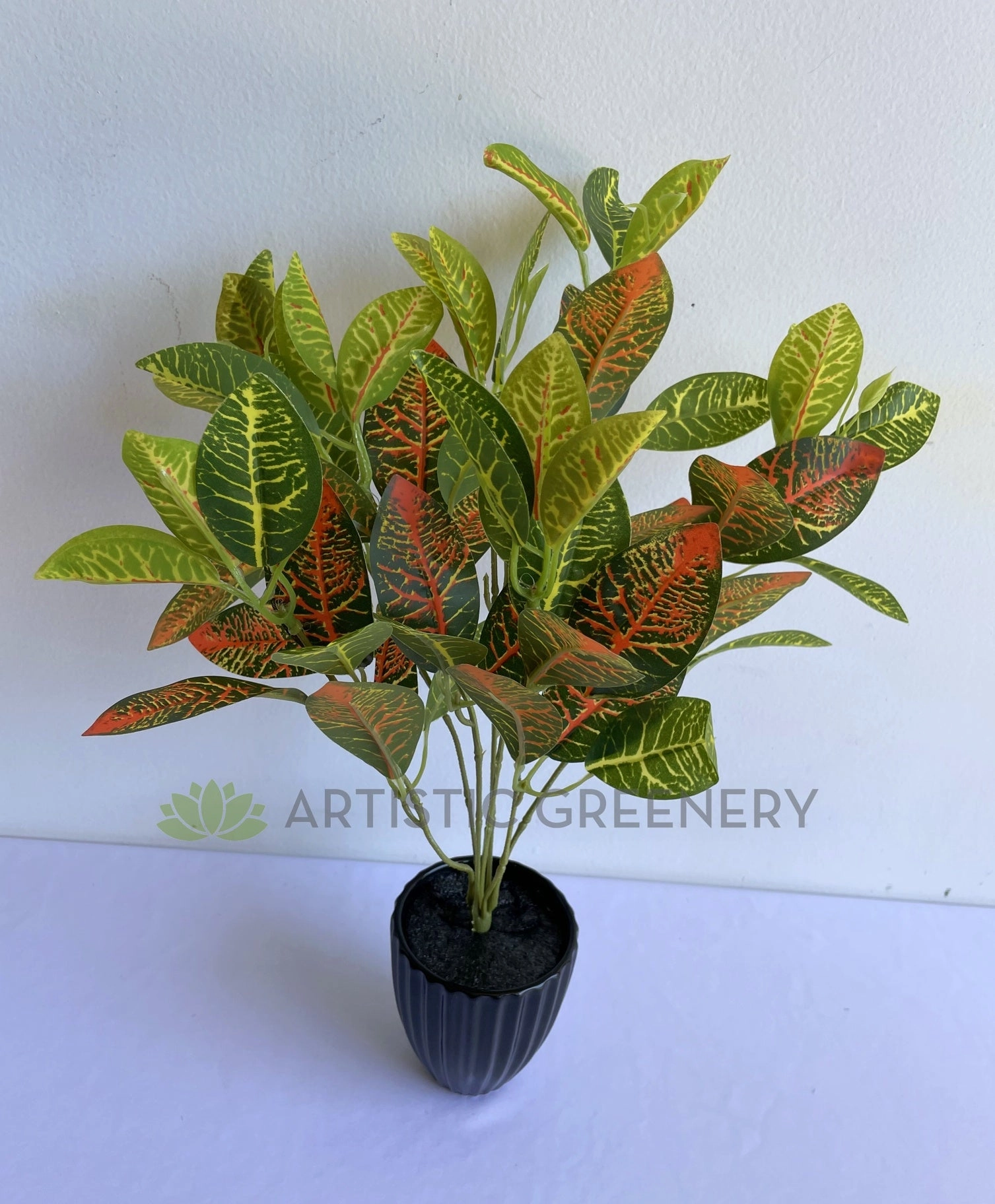 SP0134 Nerve Plant / Fittonia 30cm Orange