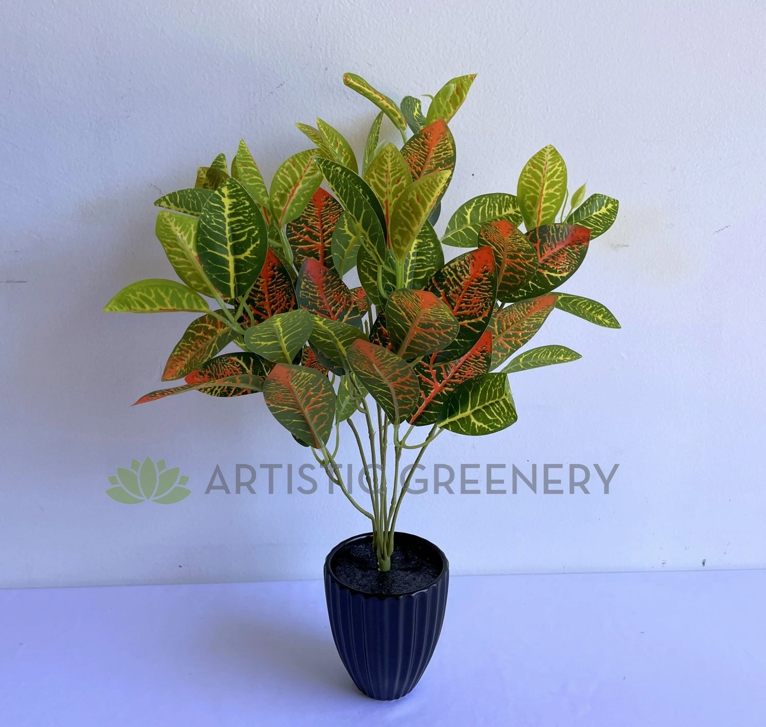 SP0134 Nerve Plant / Fittonia 30cm Orange