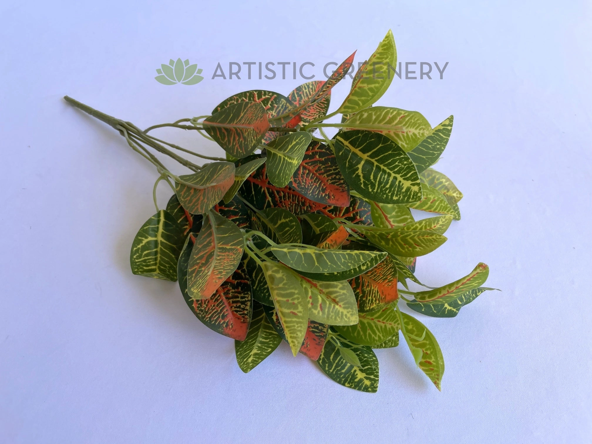 SP0134 Nerve Plant / Fittonia 30cm Orange
