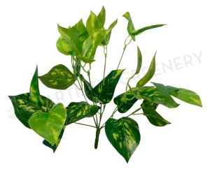 SP0145 Golden Pothos Bunch 2 Sizes 35cm / 41cm dried green plant  