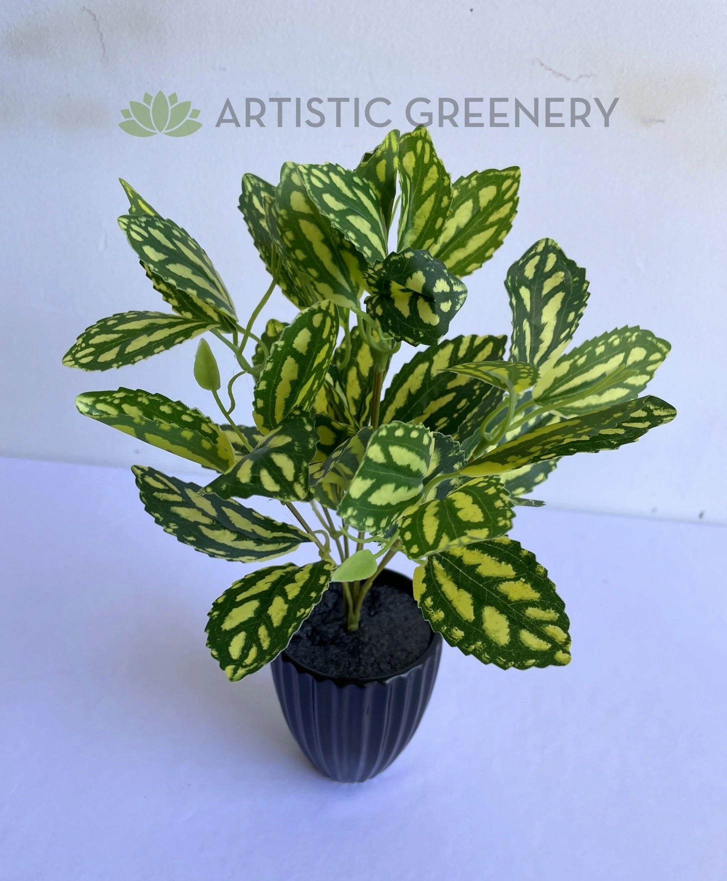 SP0146 Watermelon Pilea (Aluminum Plant) 28cm
