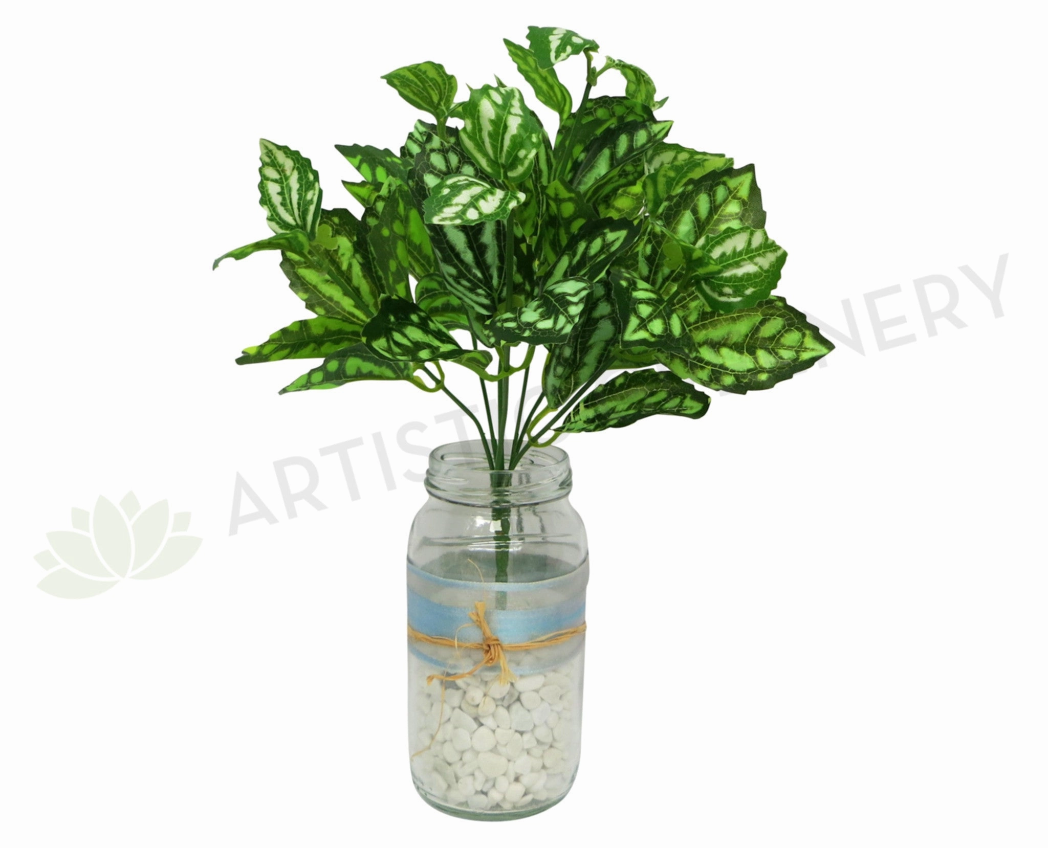 SP0146 Watermelon Pilea (Aluminum Plant) 28cm xl flower pot  