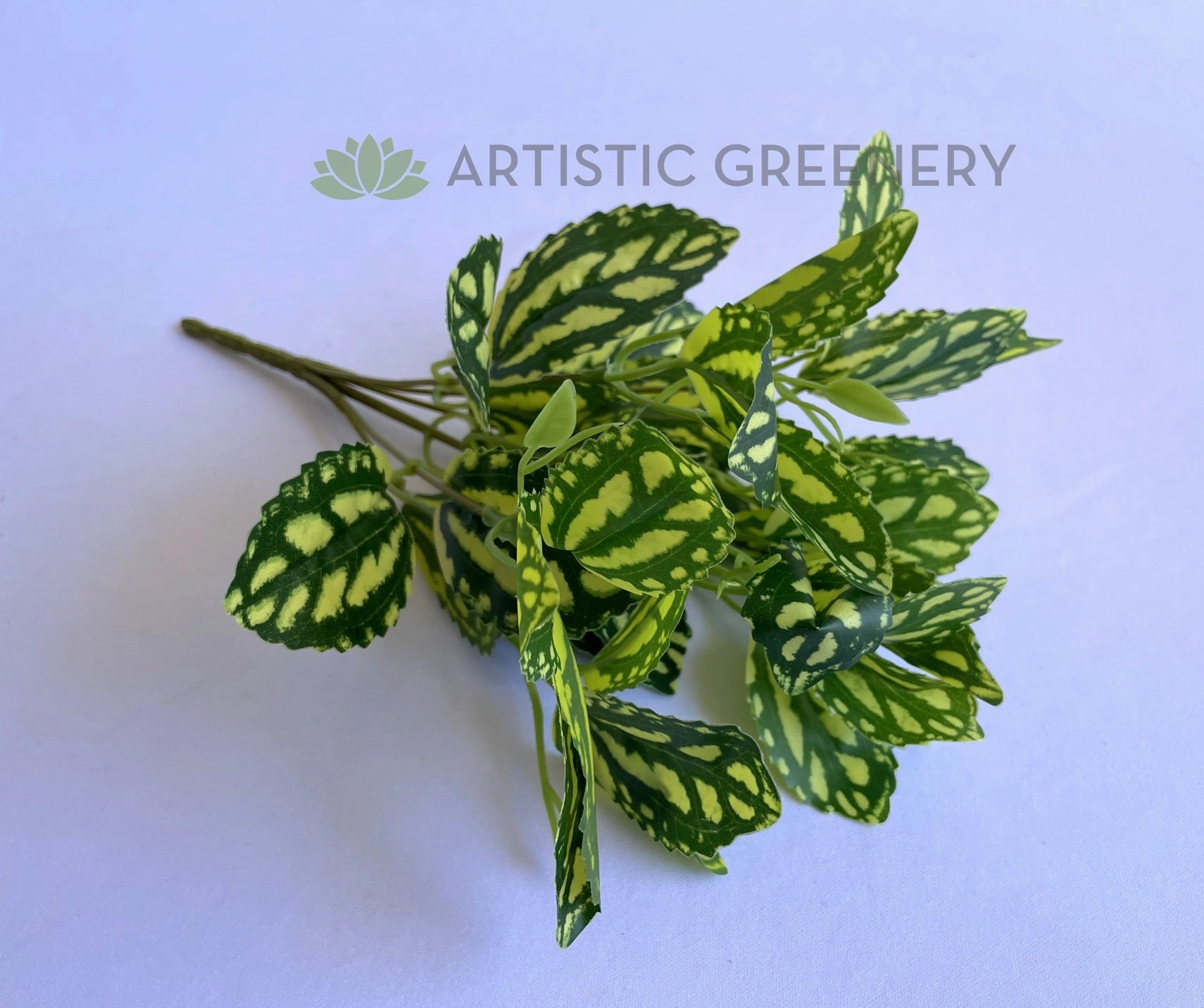 SP0146 Watermelon Pilea (Aluminum Plant) 28cm