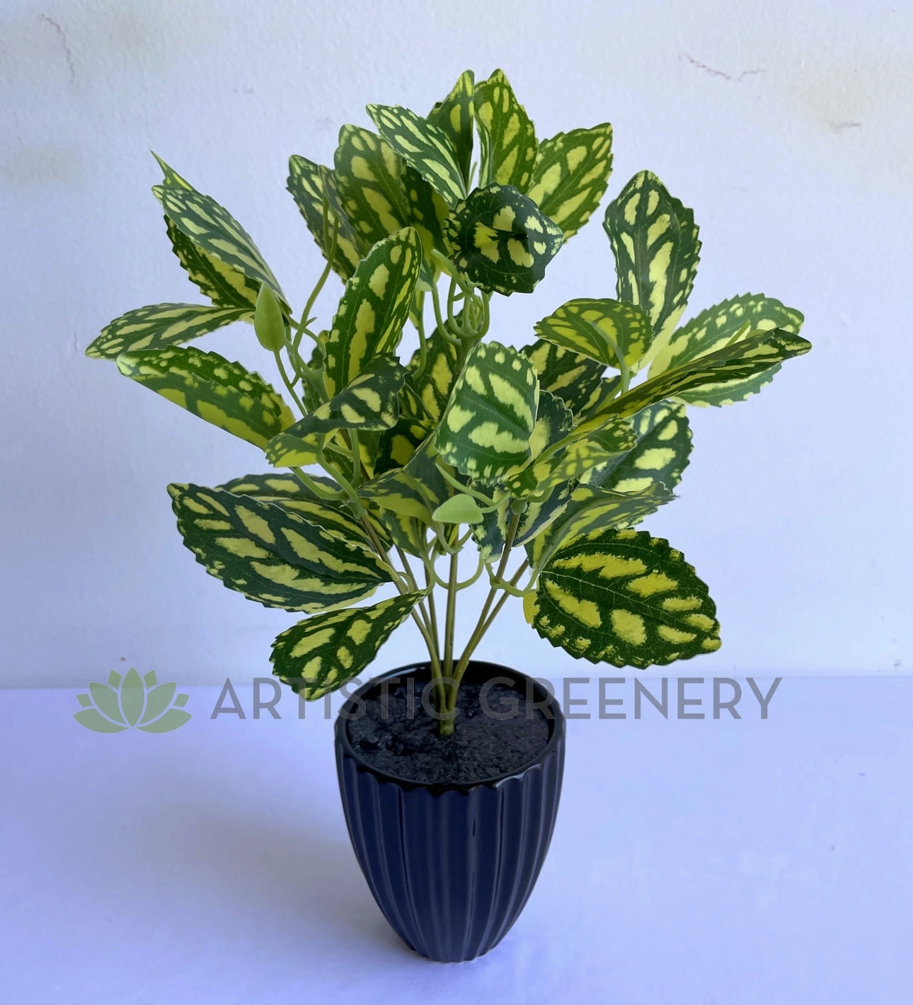SP0146 Watermelon Pilea (Aluminum Plant) 28cm