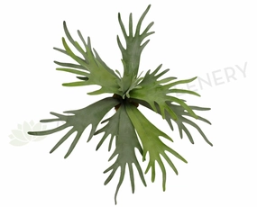 SP0148 Staghorn Fern Large (Real Touch) 2 Sizes indoor plant stand  