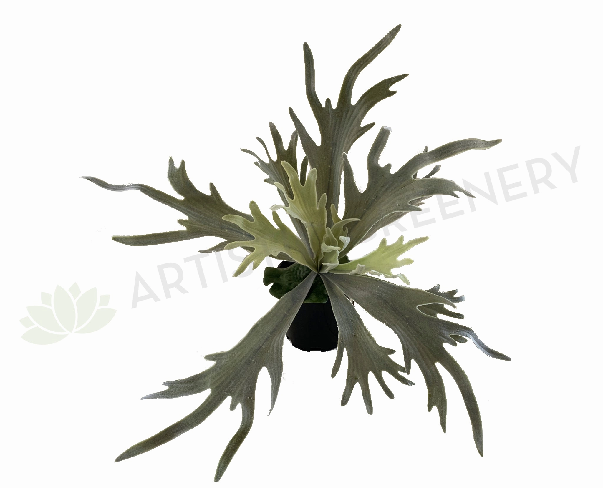 SP0148N Stag Horn Fern 2 Styles indoor plant stand  
