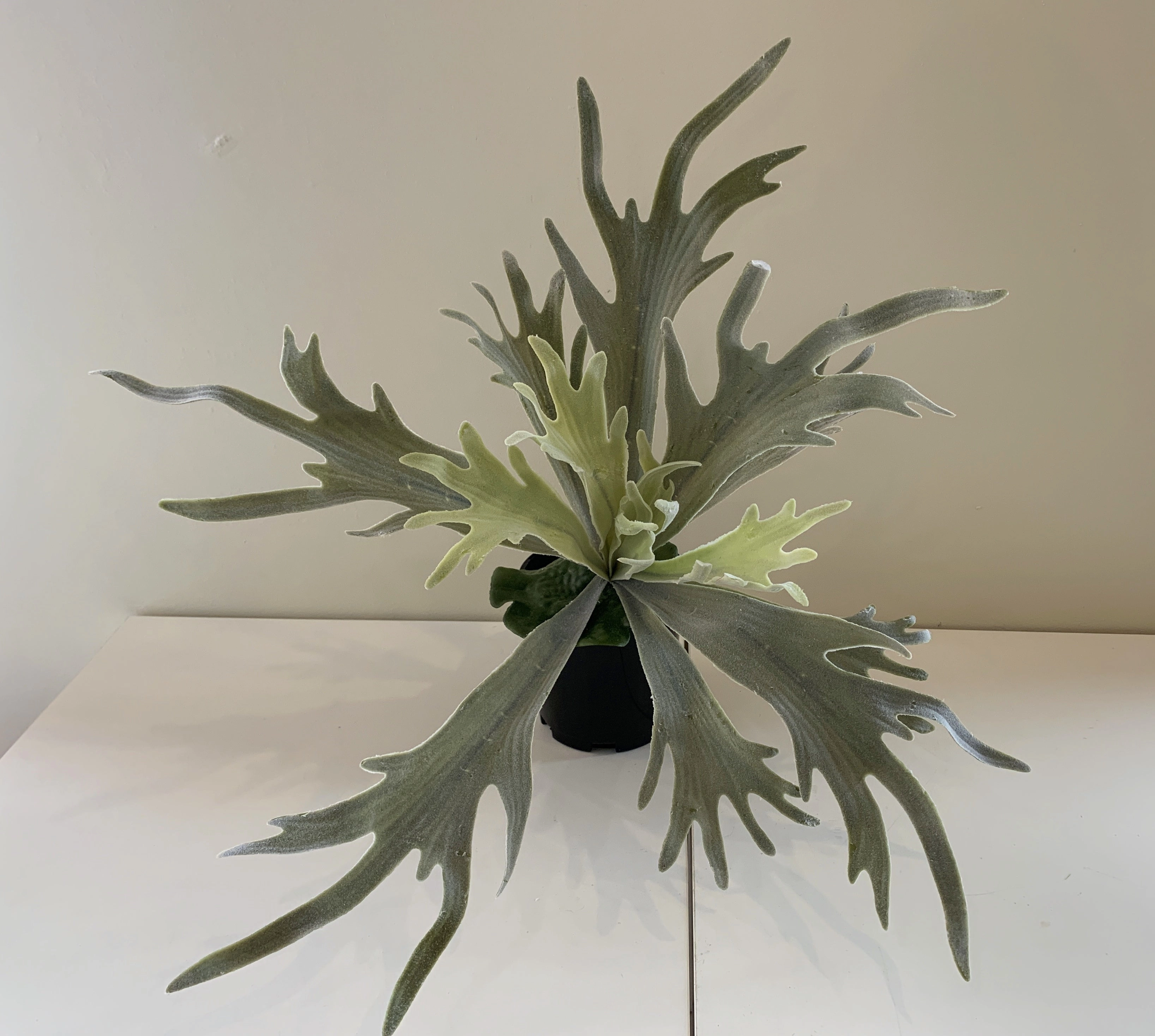 SP0148N Stag Horn Fern 2 Styles
