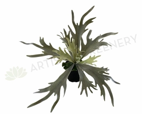 SP0148N Stag Horn Fern 2 Styles xl flower pot  