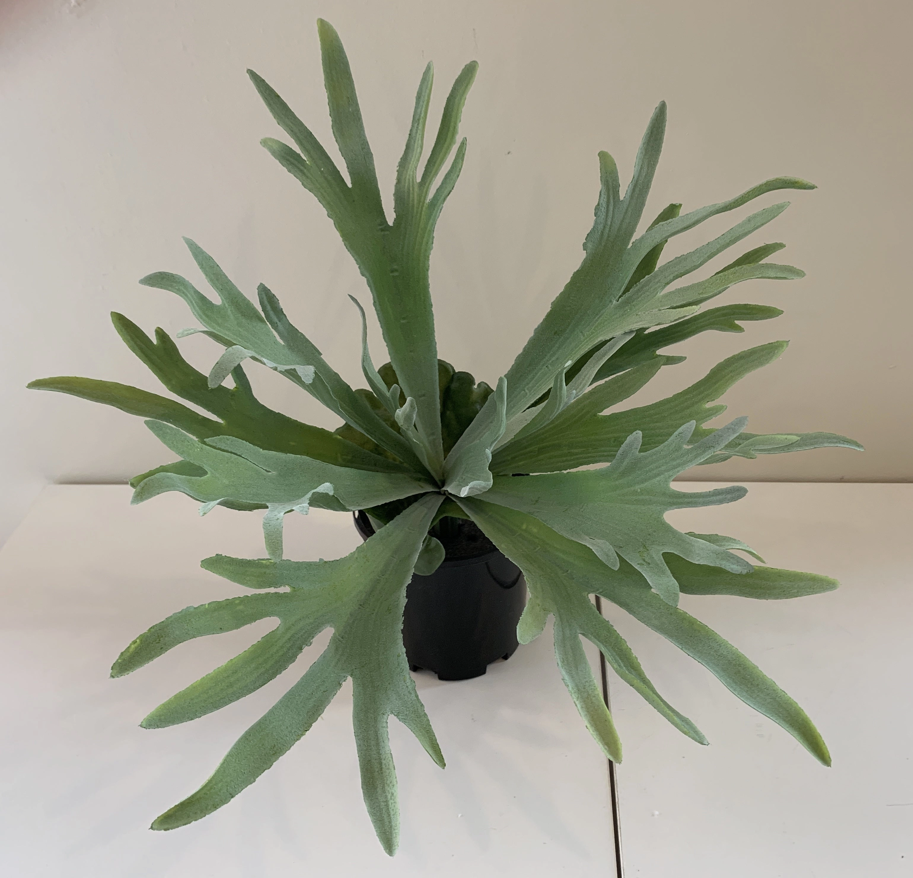 SP0148N Stag Horn Fern 2 Styles