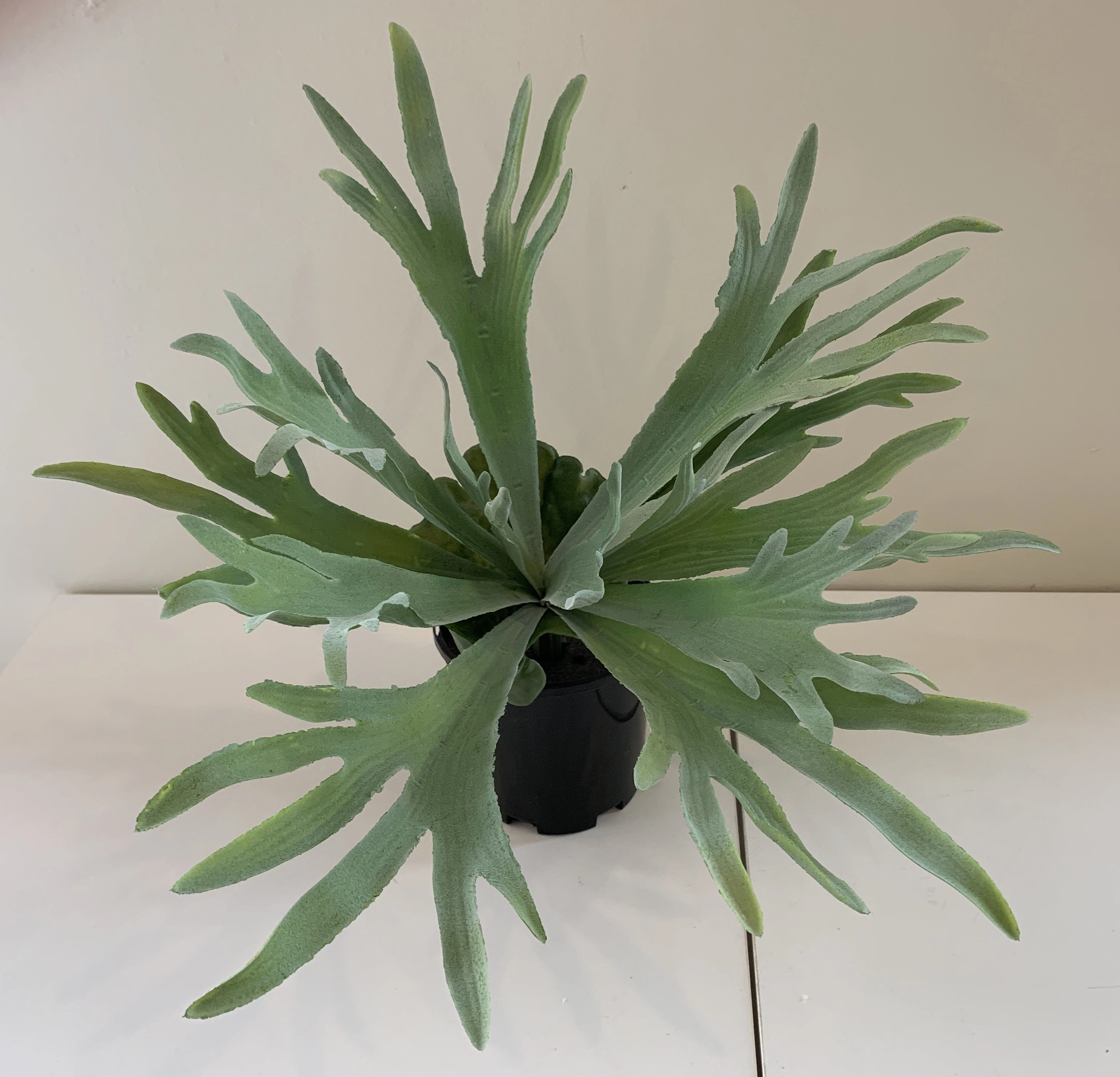 SP0148N Stag Horn Fern 2 Styles