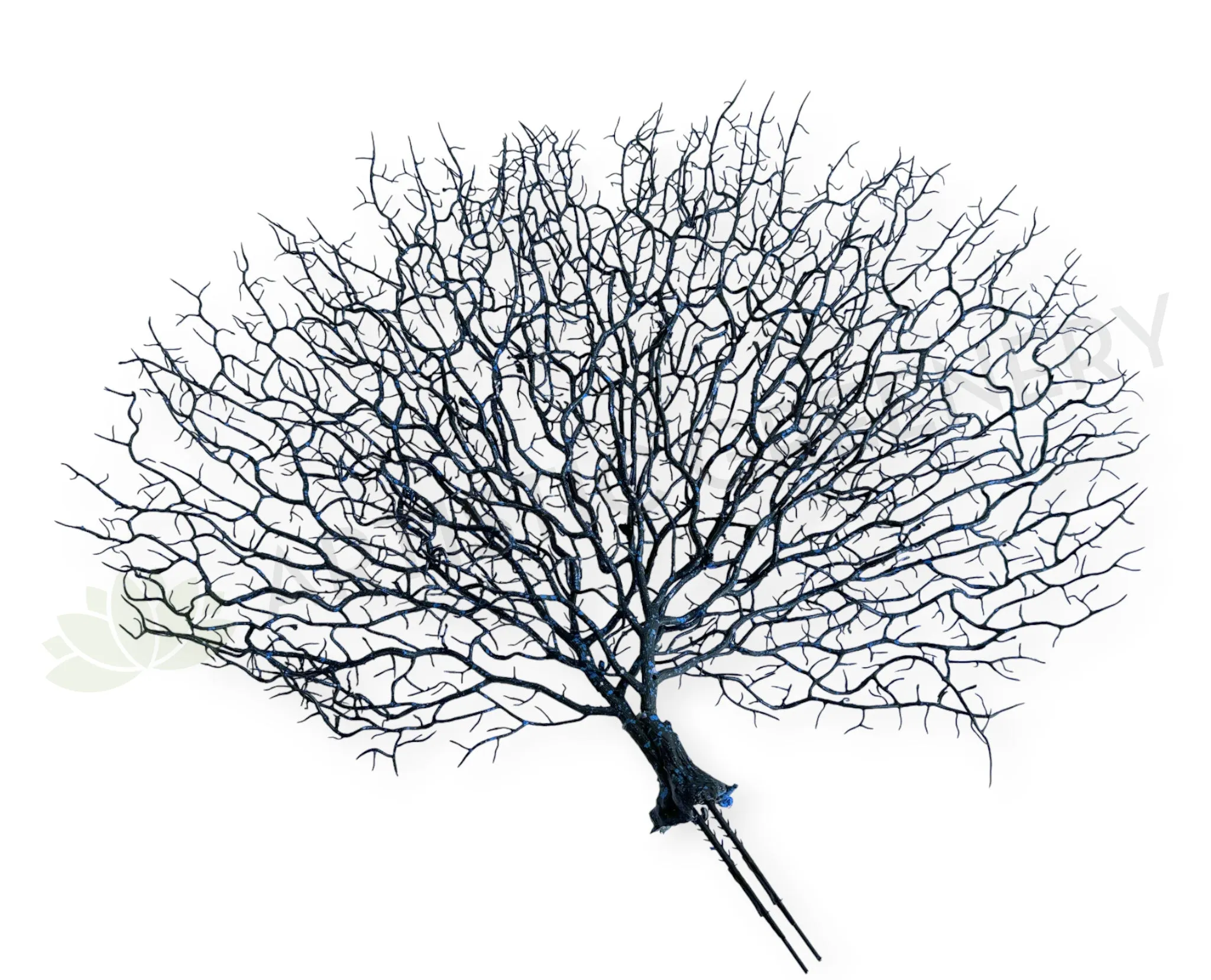 SP0149-S93 Coral Reef Plant Black 50cm (W) x 45cm (H) dried green plant  