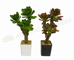 SP0150 Succulent Plant in Plastic Pot 55cm 2 Styles mini ornamental plant  