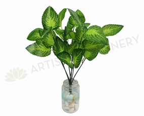 SP0156 Woodland Calamint 37cm Glossy Leaves xl flower pot  