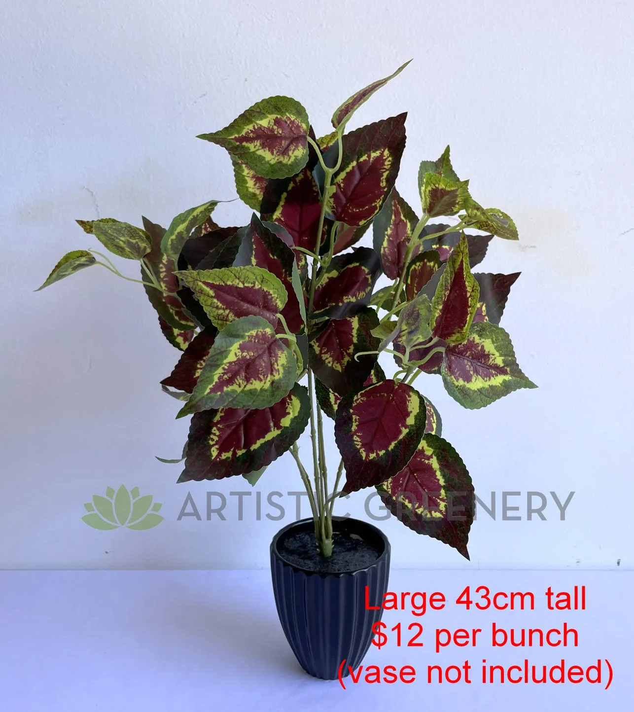 SP0159 Coleus / Solenostemon Bunch Glossy Leaves 2 Sizes