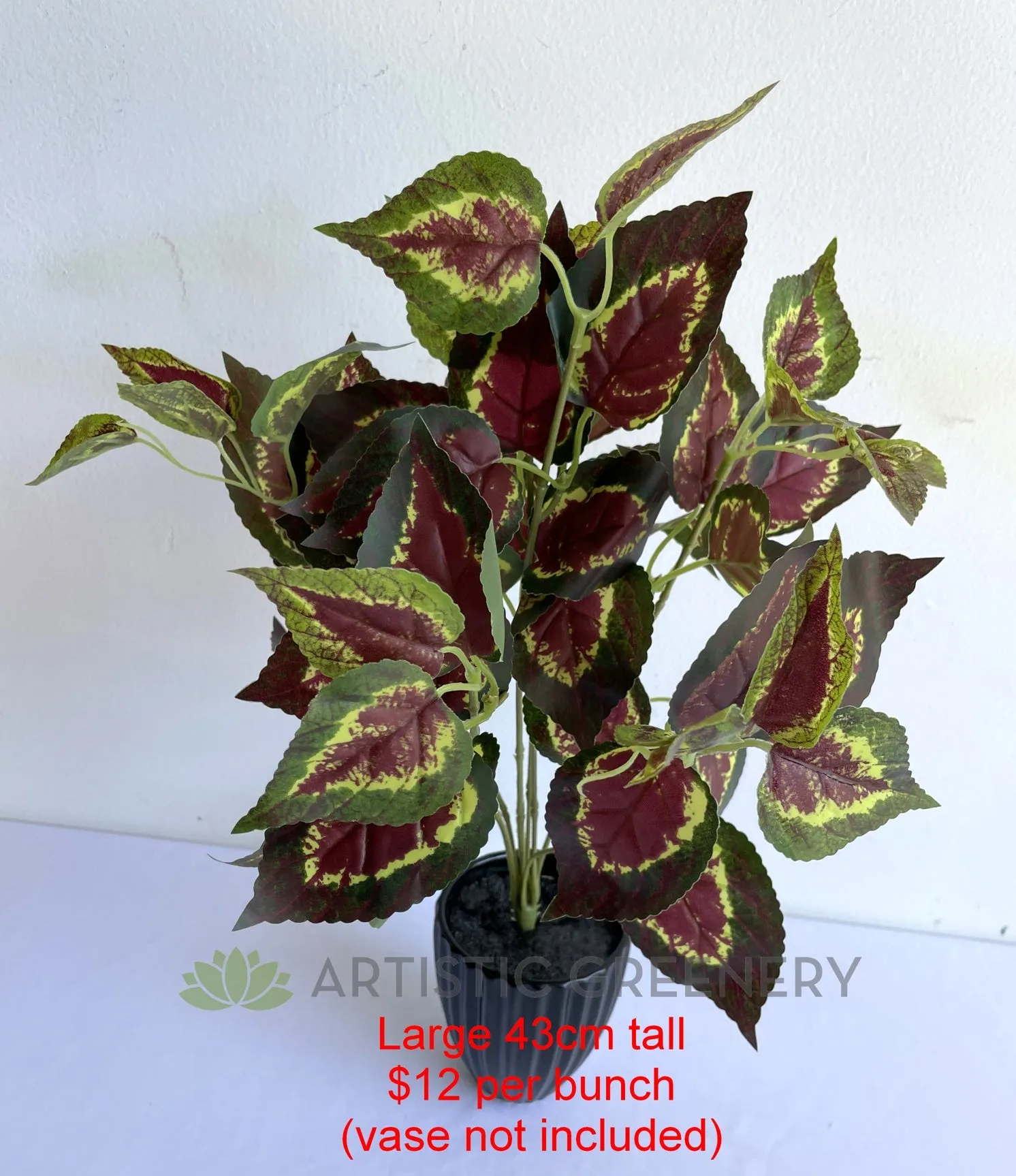 SP0159 Coleus / Solenostemon Bunch Glossy Leaves 2 Sizes