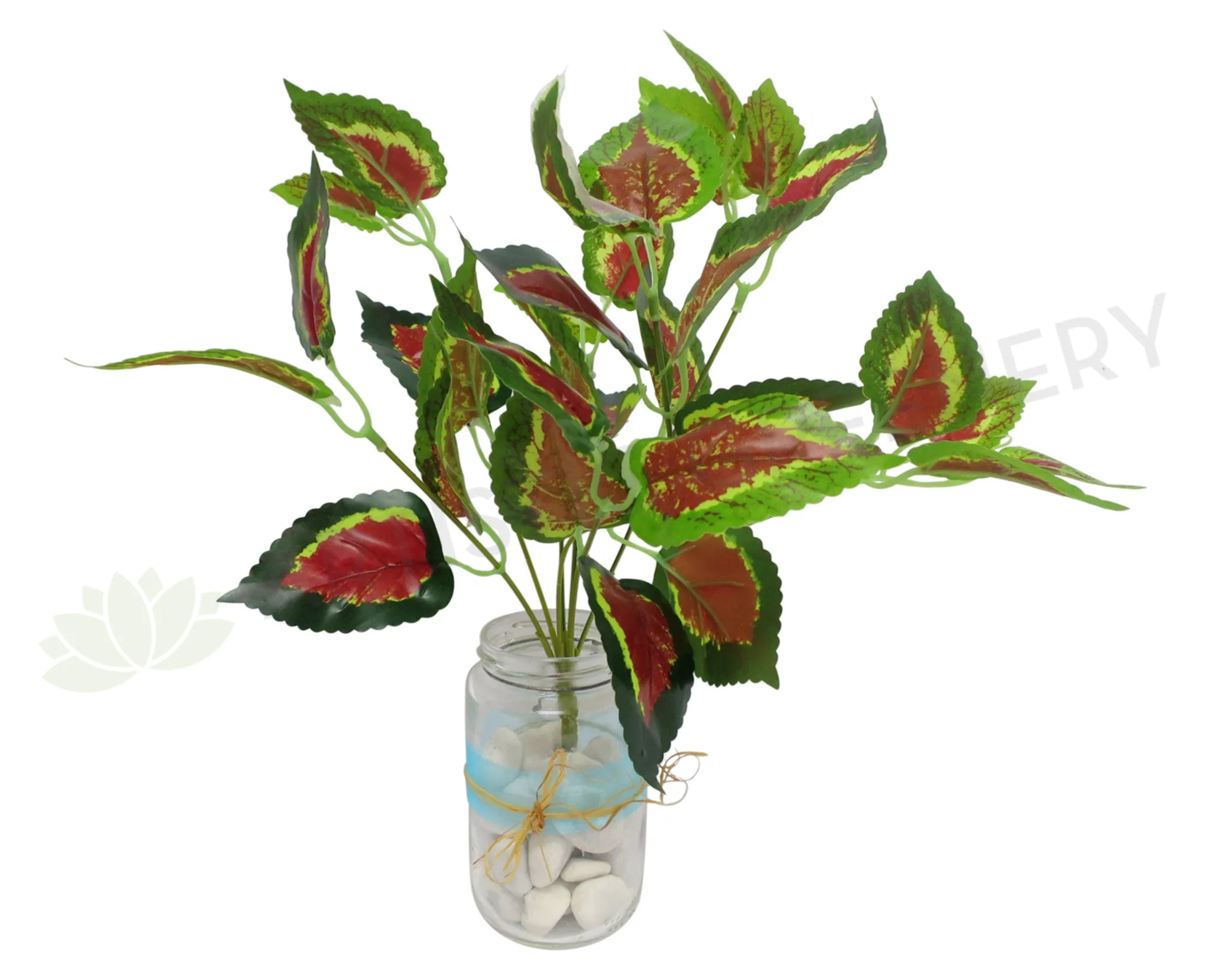 SP0159 Coleus / Solenostemon Bunch Glossy Leaves 2 Sizes dried green plant  