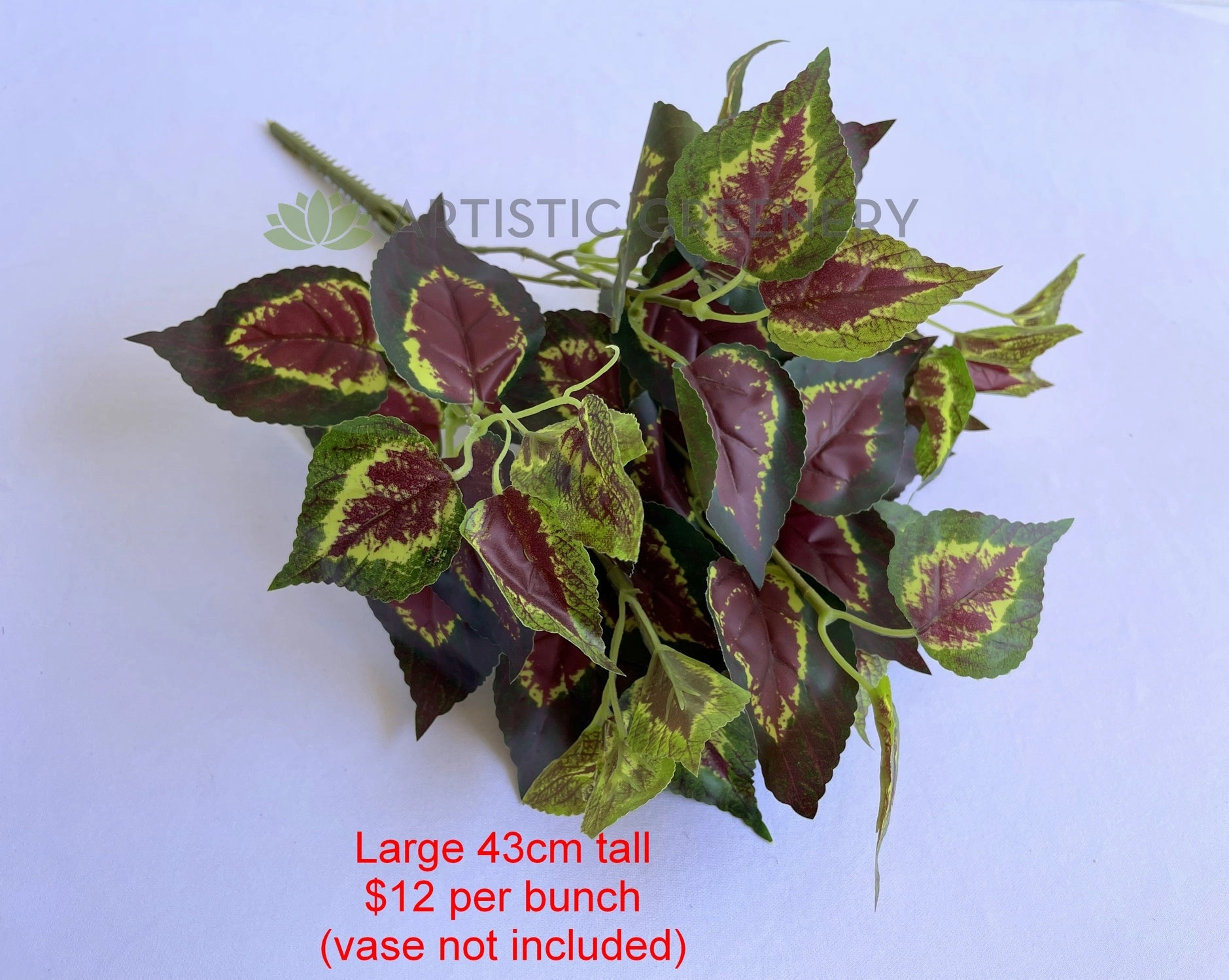 SP0159 Coleus / Solenostemon Bunch Glossy Leaves 2 Sizes