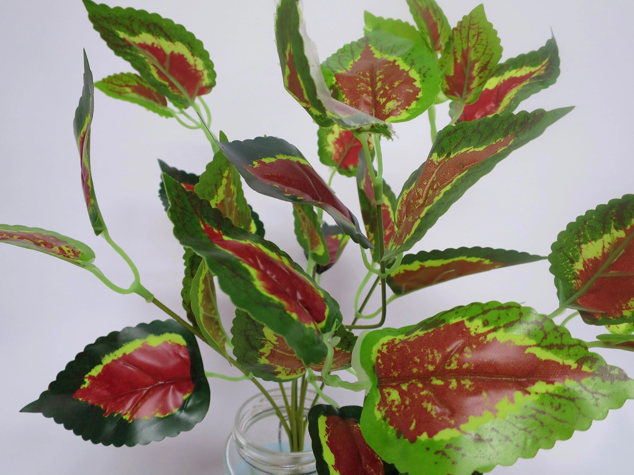 SP0159 Coleus / Solenostemon Bunch Glossy Leaves 2 Sizes