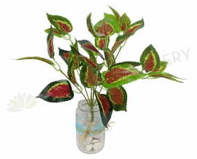 SP0159 Coleus / Solenostemon Bunch Glossy Leaves 2 Sizes indoor plant stand  