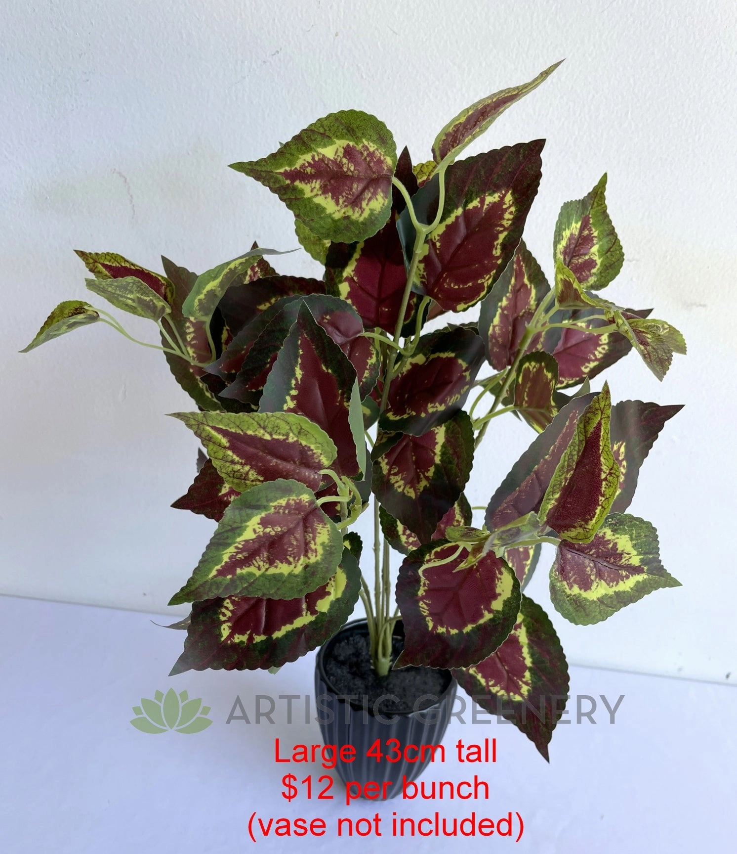 SP0159 Coleus / Solenostemon Bunch Glossy Leaves 2 Sizes