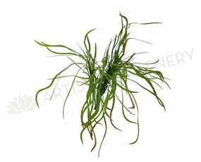 SP0166 Weeping Greenery 50cm summer vegetable seed  