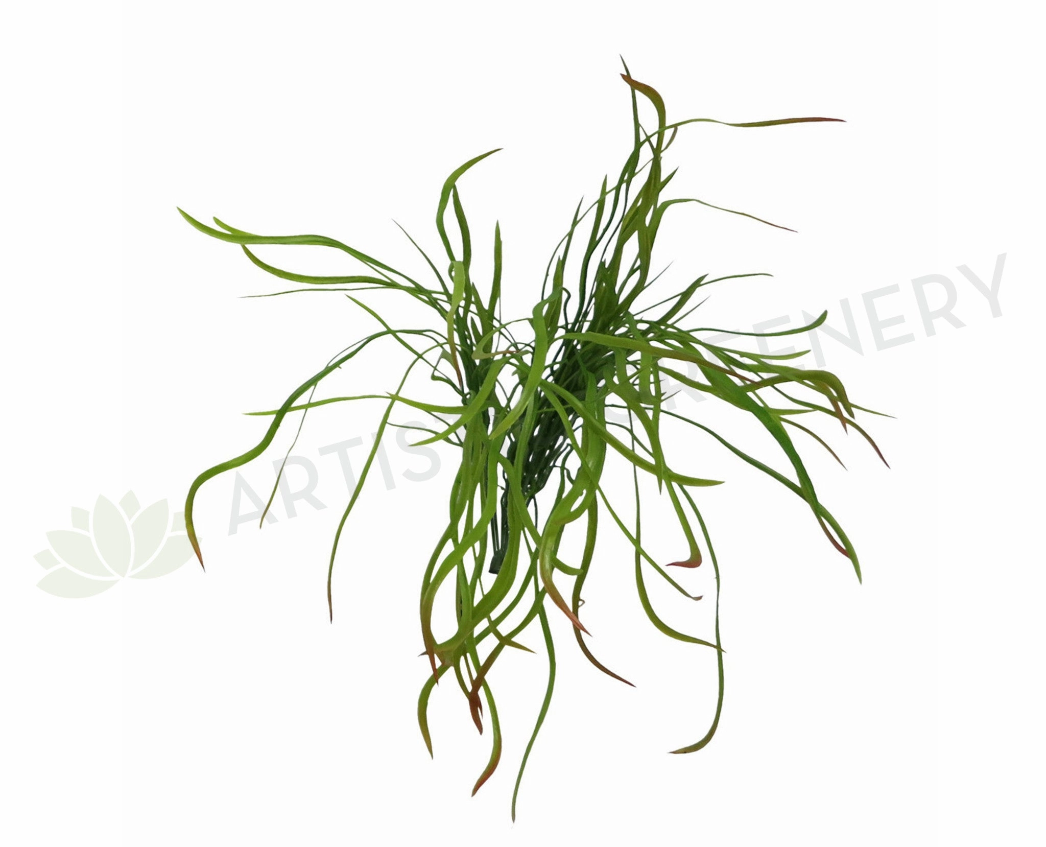 SP0166 Weeping Greenery 50cm summer vegetable seed  