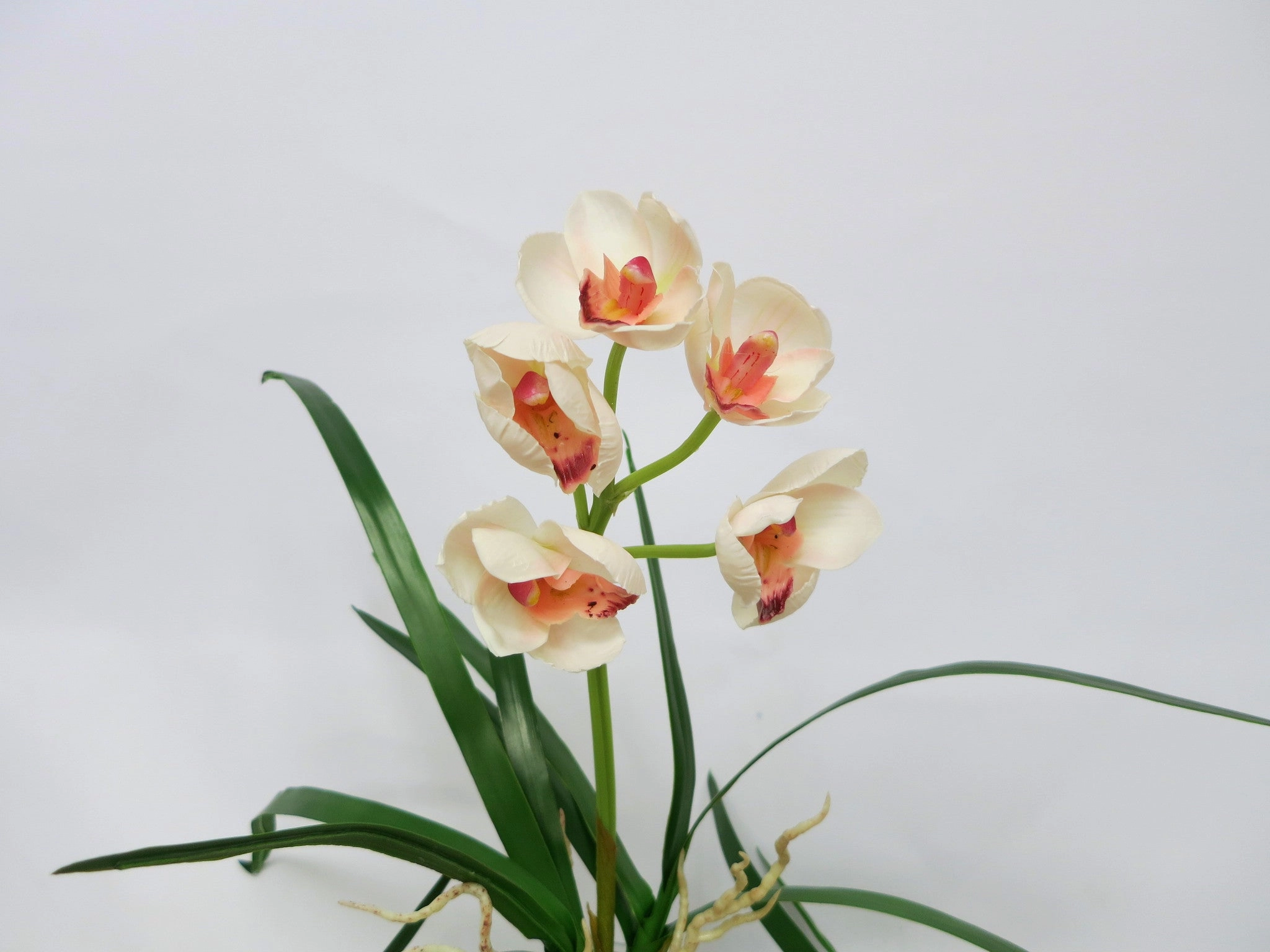 SP0170 Cymbidium Orchid Bunch with Leaves & Roots 24cm 3 Colours