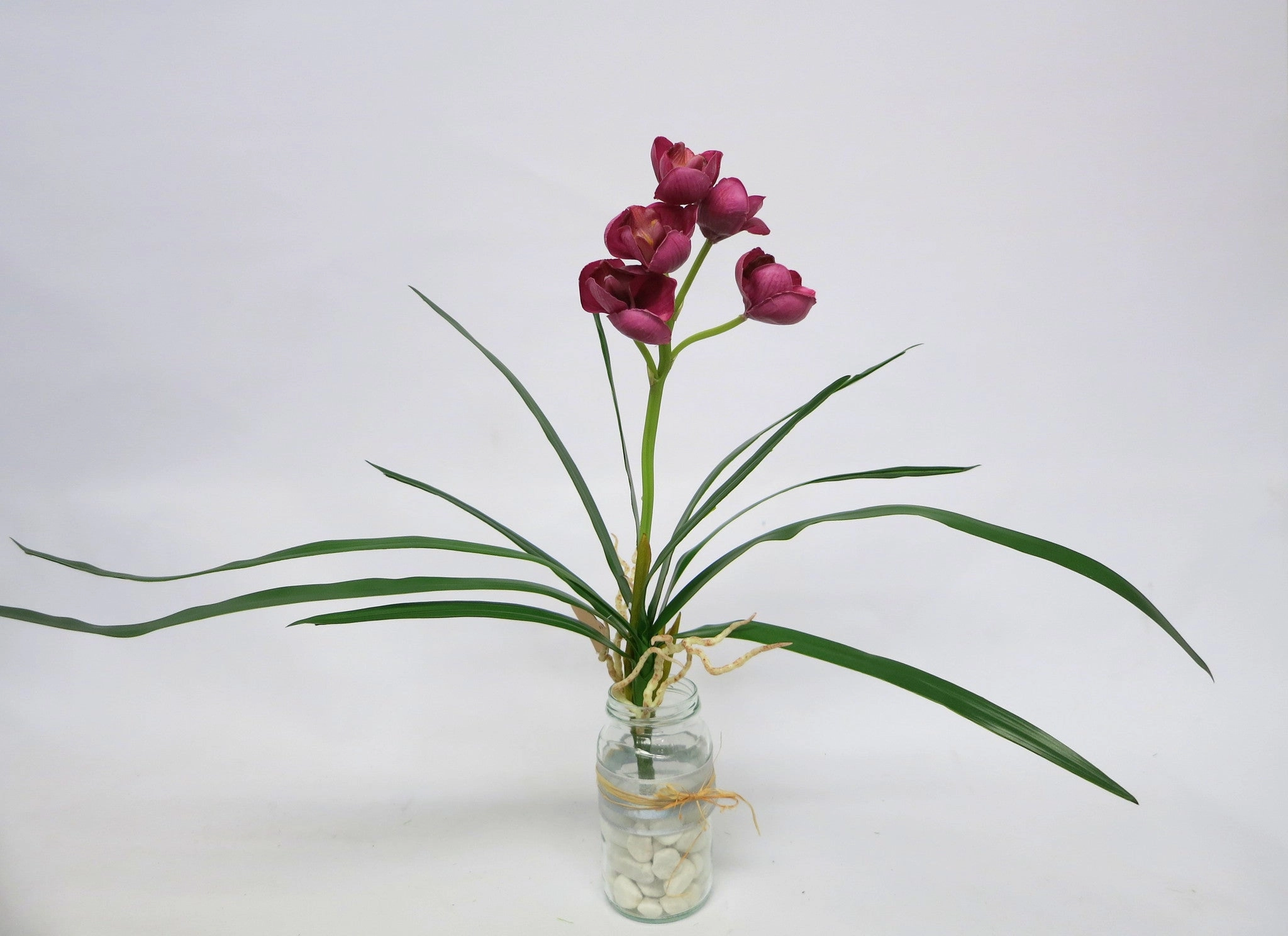 SP0170 Cymbidium Orchid Bunch with Leaves & Roots 24cm 3 Colours