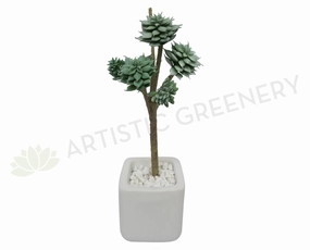 SP0180 Macabeana Echeveria Pick (5 Heads) 28cm Green mini ornamental plant  