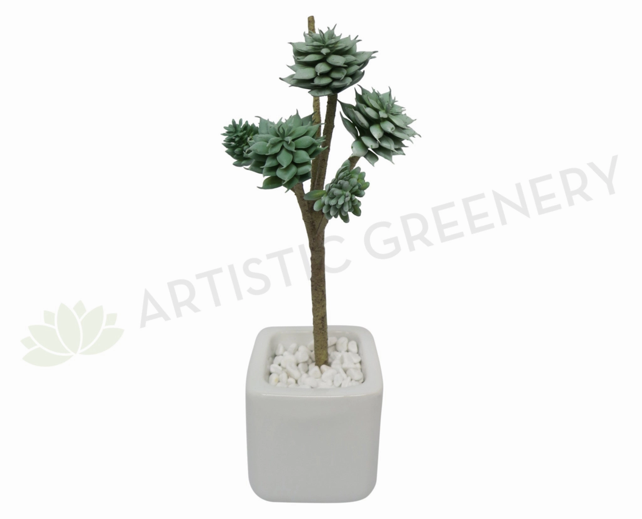 SP0180 Macabeana Echeveria Pick (5 Heads) 28cm Green mini ornamental plant  