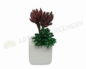 SP0181 Sedum Succulent Pick 18cm Green / Red mini ornamental plant  