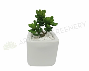 SP0182 Sedum Succulent / Jellybean Pick 3 Heads 15cm Green mini ornamental plant  